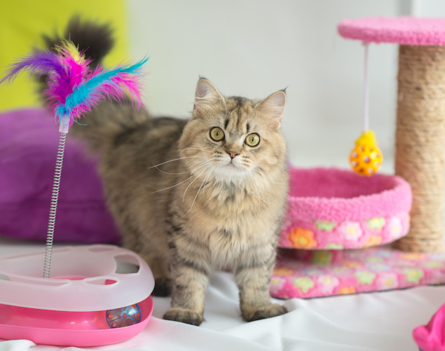cattery and small animal boarding cattery in colchester and essex