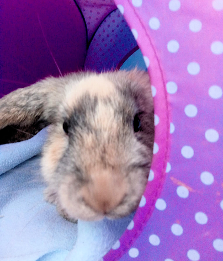 cattery and small animal boarding cattery in colchester and essex