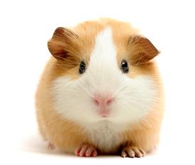 boarding cattery in colchester and essex